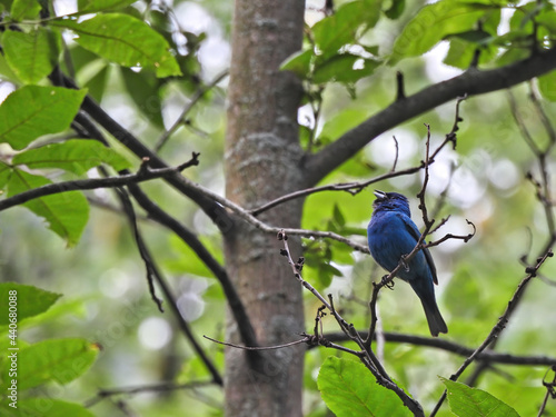 Indigo Bunting Bird in Forest  A brilliant blue Indigo bunting bird singing while perched on a tree in a dense and green forest on summer day