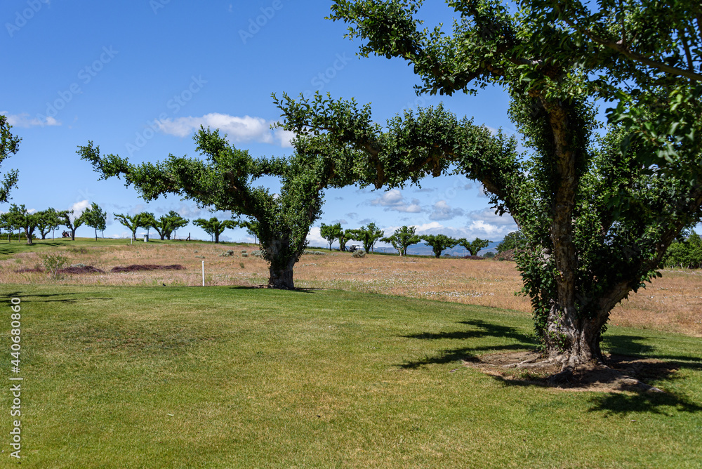 Old apple trees in an apple orchard in Eastern Washington, early season with apples just beginning to grow
