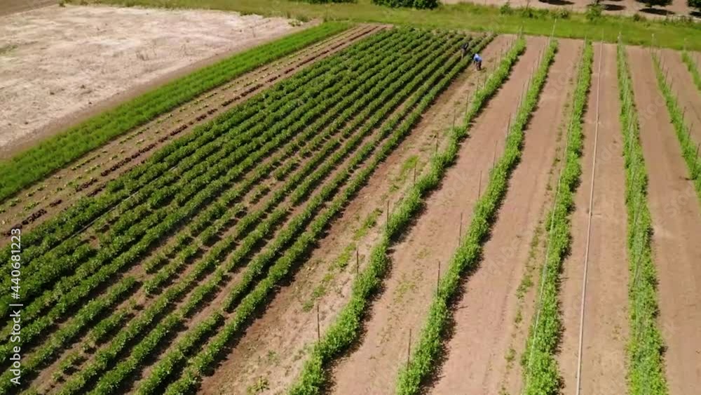 Cultivated Terrain With Wide Range Of Crops Plantation Checked By Agronomist On Springtime. - Aerial Shot Cultivated Terrain With Wide Range Of Crops Plantation Checked By Agronomist On Springtime. - Aerial Shot