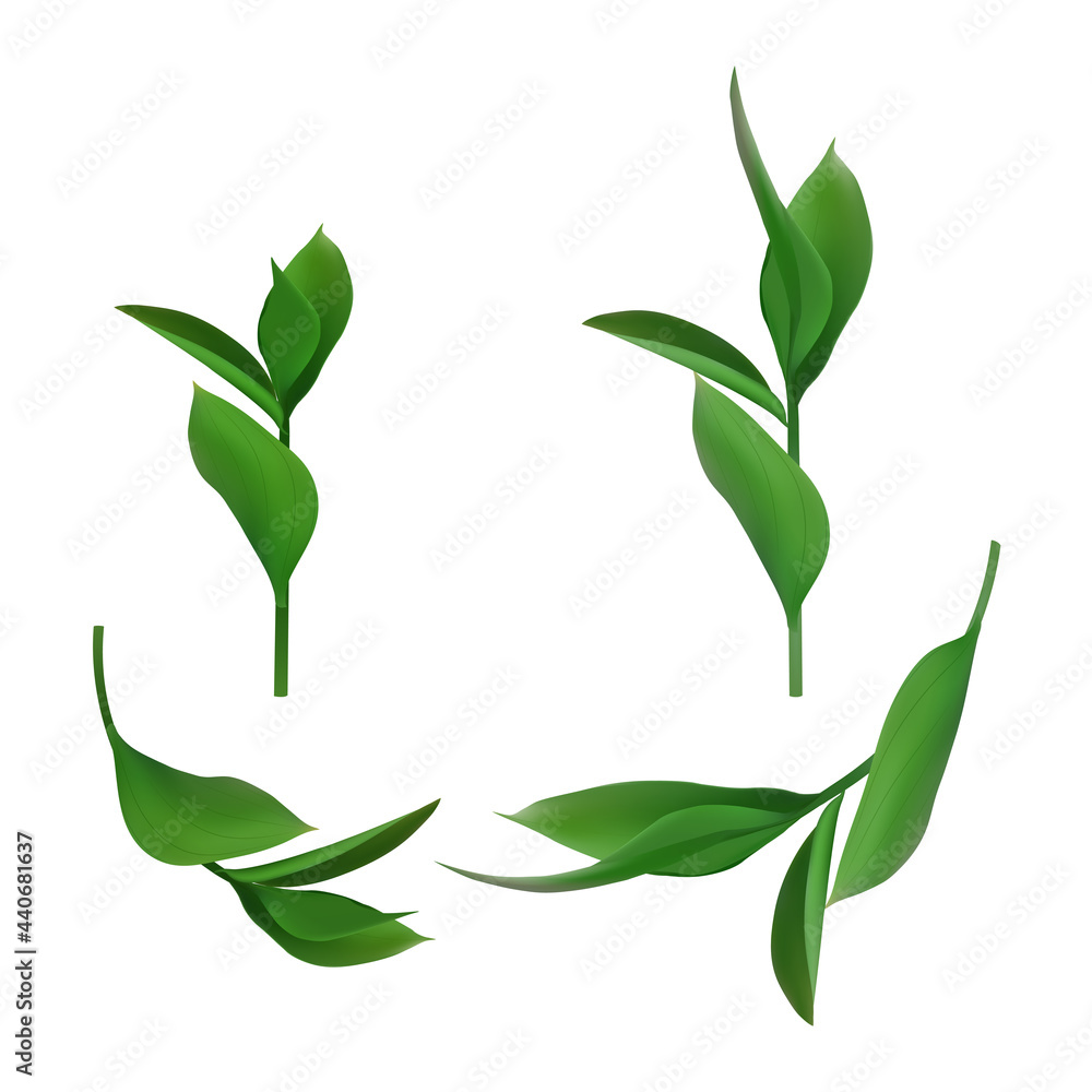 Leaves and branches of an evergreen plant isolated on white background. Vector illustration. Leaves and branches of an evergreen plant isolated on white background. Vector illustration.