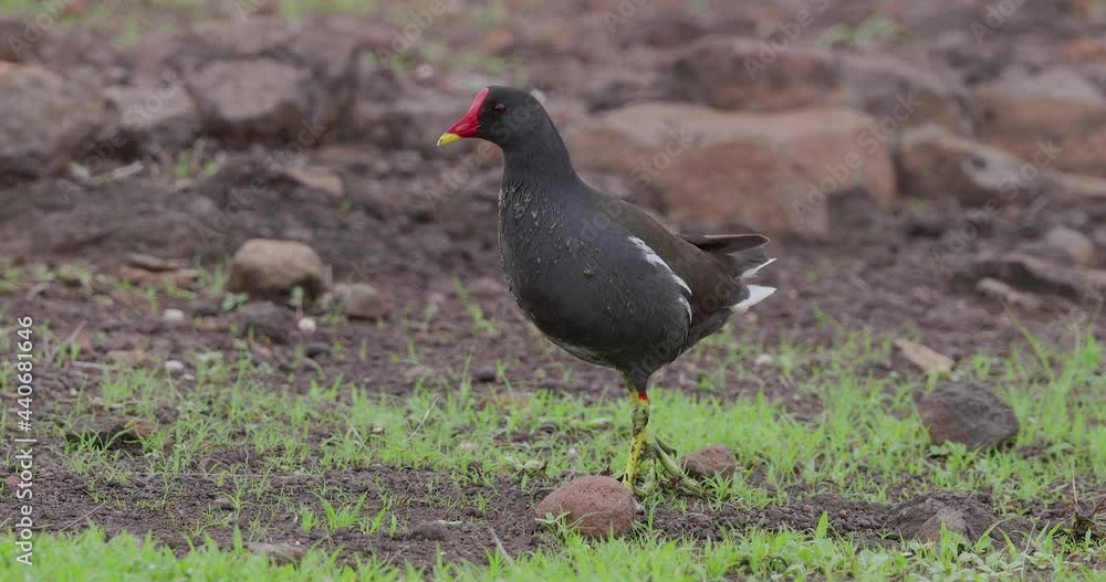 Common Moorhen walking on green grass outside water and looking around as it poops Common Moorhen walking on green grass outside water and looking around as it poops