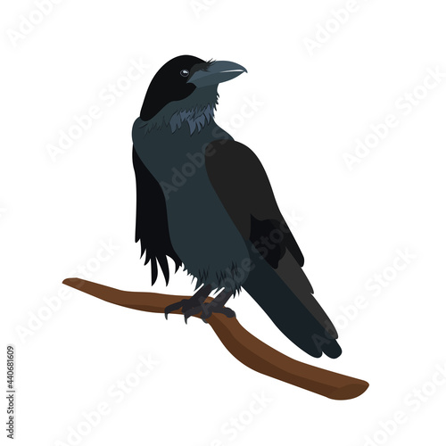 Realistic crow on a branch. Isolated on a white background.