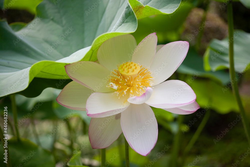 Obraz premium 白蓮