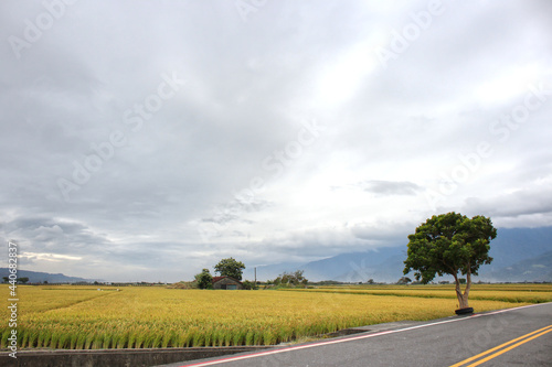                                                      Rice field in Taiwan and Agreculture