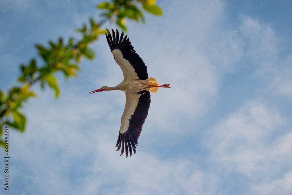 Obraz premium Stork in flight
