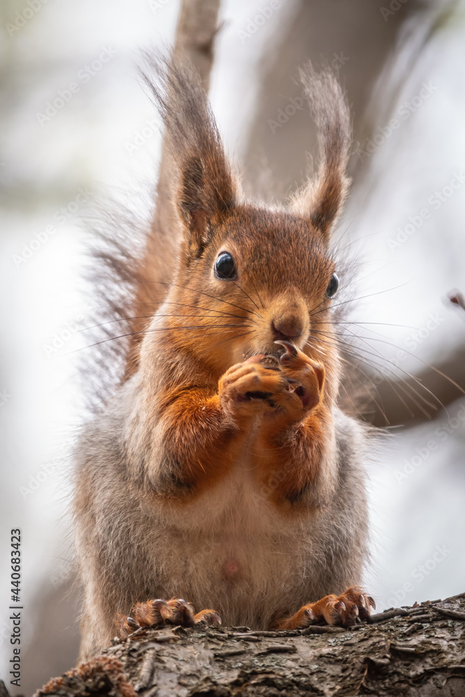 The squirrel with nut sits on a branches in the spring or summer.