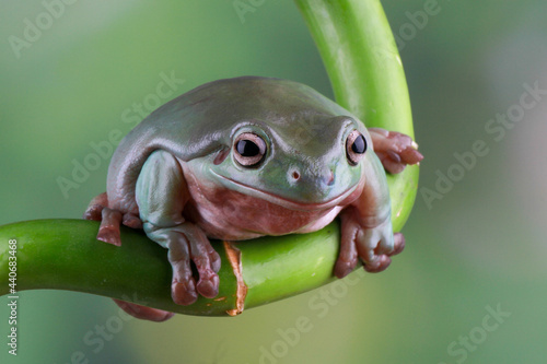 Dumpy frog on the branch