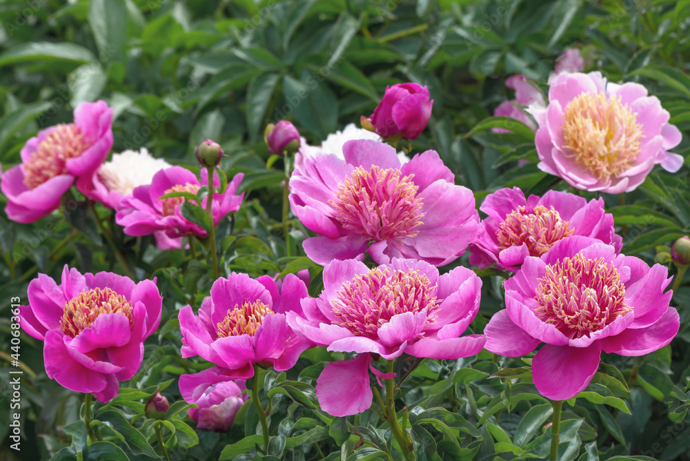 Fototapeta premium Peony Neon - one of the most popular 