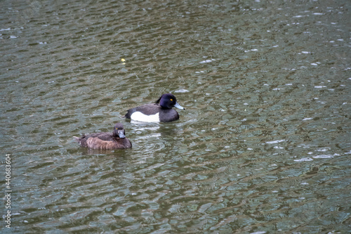 Male and female tufted duck, Aythya fuligula, swim in the pond