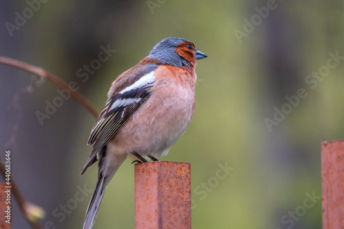 Common chaffinch, Fringilla coelebs, sits on an iron fence in spring on green background. Common chaffinch in wildlife.