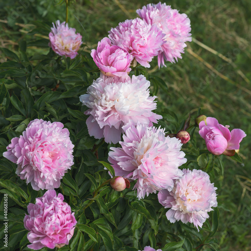 Alerty is a terry spherical peony. Alerty s flowers are light pink  which gives the peony an energetic and light mood.
