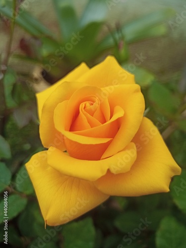 single yellow rose © Alex