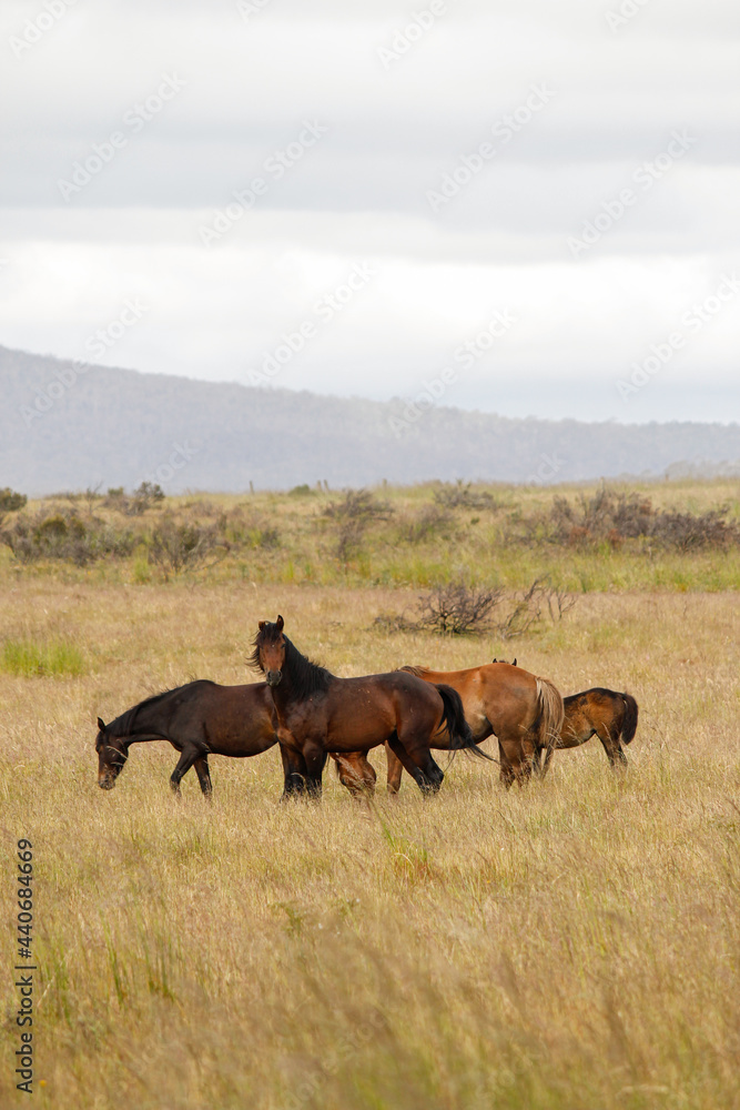 Wild horses brumbies grazing in open grassy field Wild horses brumbies grazing in open grassy field