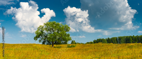 yellow field or meadow and lonely big green tree over cloudy blue sky, summer sunny day rural panoramic landscape