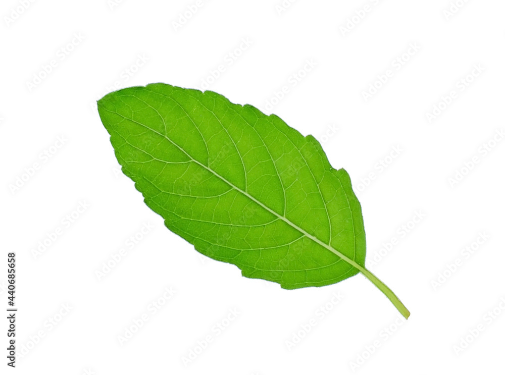 Basil leave isolated on white background Basil leave isolated on white background