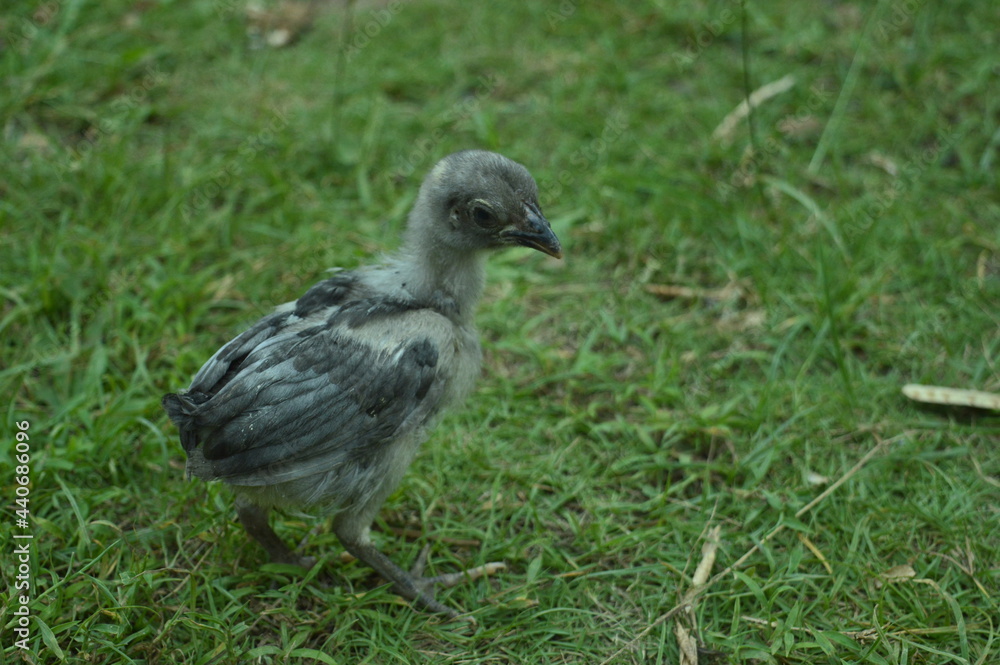 Fototapeta premium A chick playing in the yard