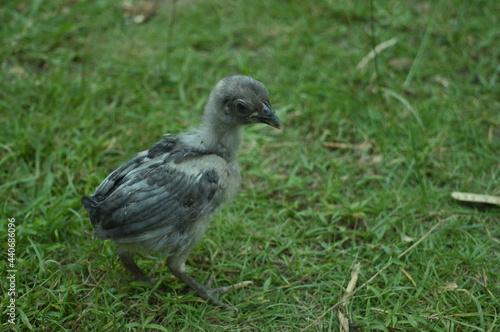 A chick playing in the yard