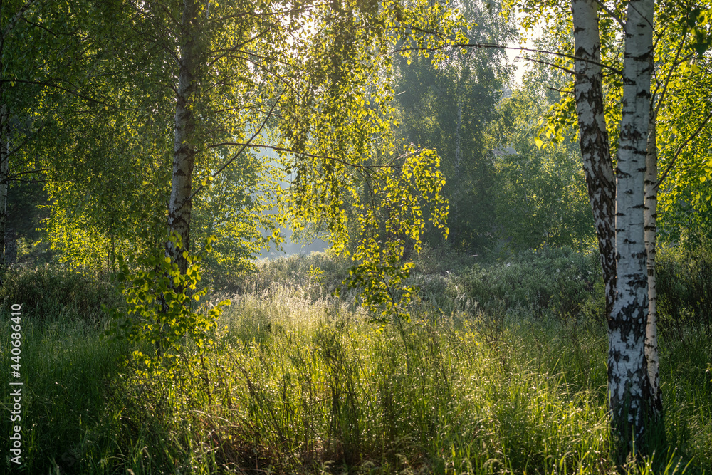 Fototapeta premium Sunny morning. A little fog. The sun's rays make their way through the branches.