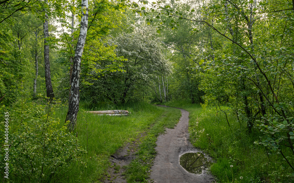 Obraz premium The road leads through meadows and woodlands. The nature is picturesque. Tourism.