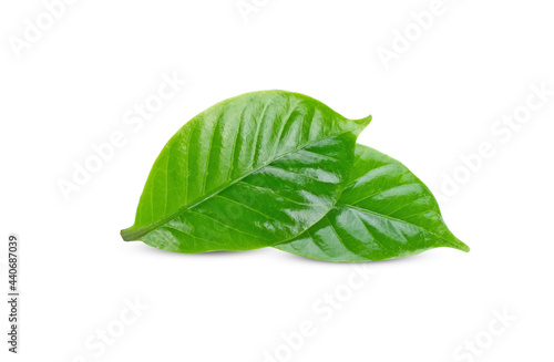 leaves of arabica coffee on white background.