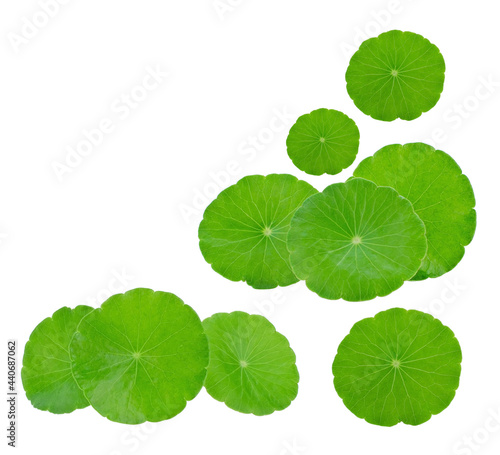Centella asiatica leaf on white background