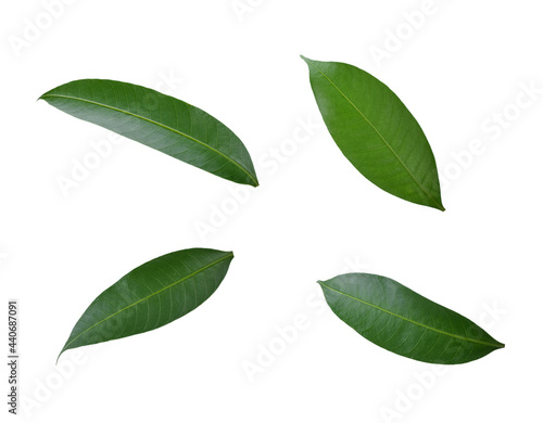 mango leaf on white background