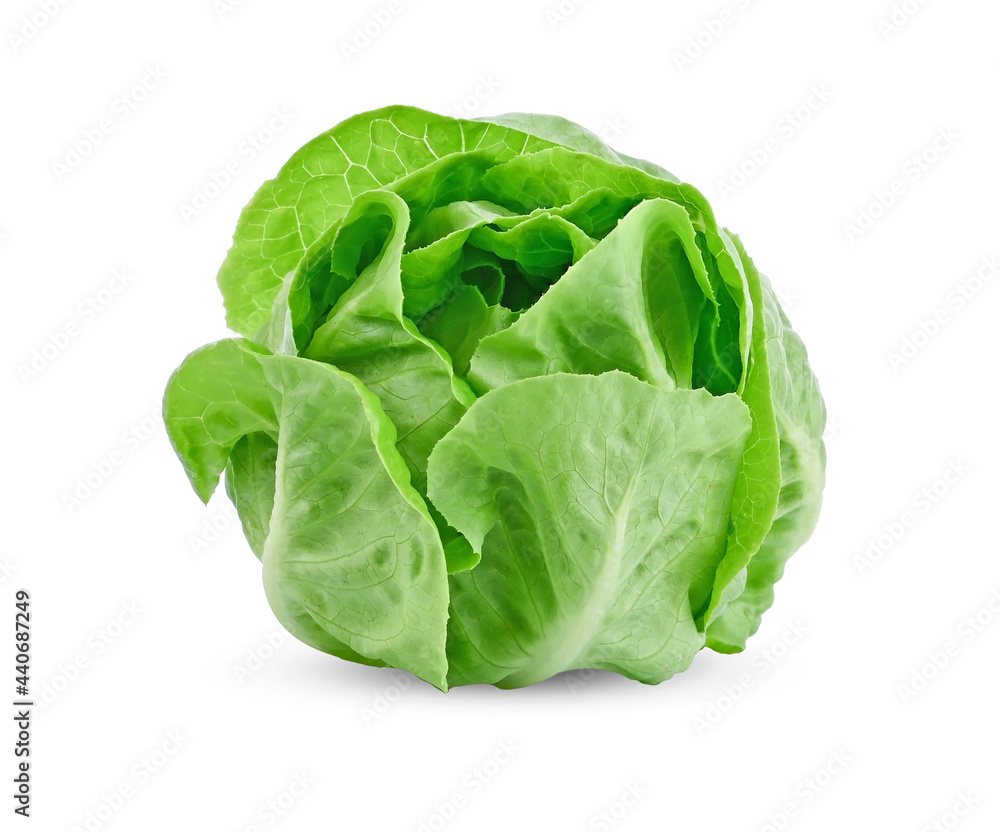Lettuce leaf on white background Lettuce leaf on white background