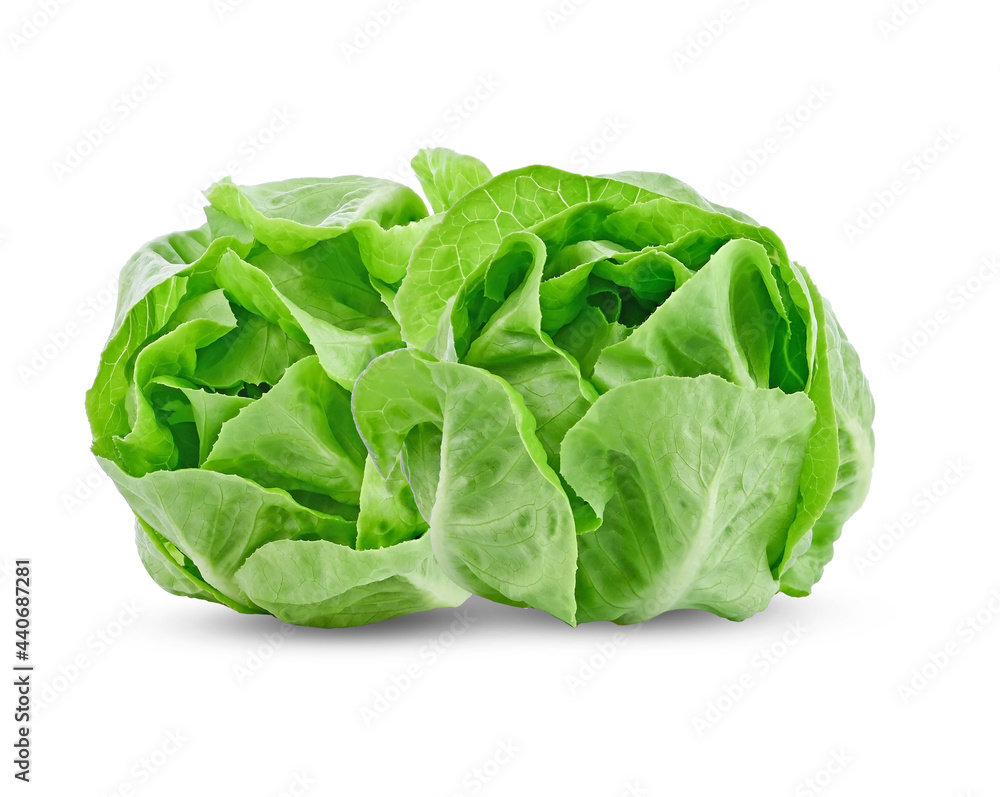 Lettuce leaf on white background Lettuce leaf on white background