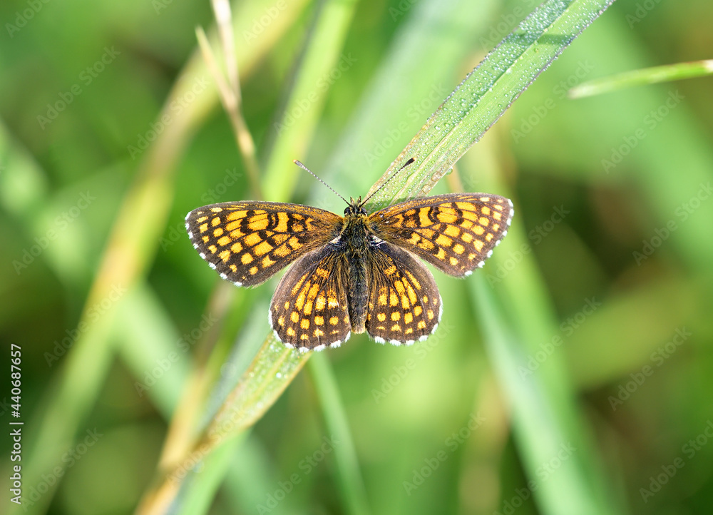 Butterfly on the green grass. Assman's Fritillary (Melitaea britomartis) with outstretched orange wings on a blurry background. Nature of the Novosibirsk region, Siberia, Russia Butterfly on the green grass. Assman's Fritillary (Melitaea britomartis) with outstretched orange wings on a blurry background. Nature of the Novosibirsk region, Siberia, Russia
