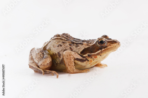 Grass brown frog sits on a white background and looks to the side