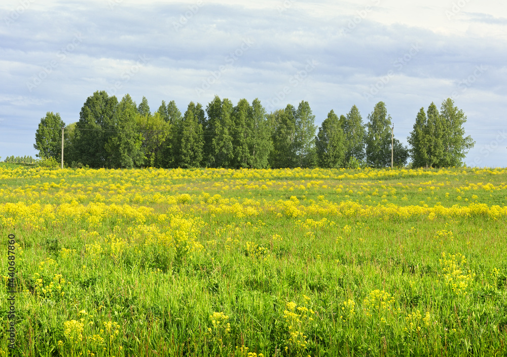 Summer meadow under a cloudy sky. Bright yellow wildflowers among the thick grass, birches in the distance. Nature of the Novosibirsk region, Siberia, Russia