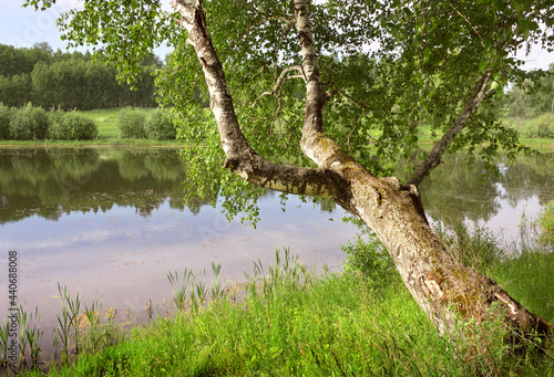 Birch over the lake in the forest. The trunk of a tree with thick foliage leaned over the water from the bank. Nature of the Novosibirsk region, Siberia, Russia
