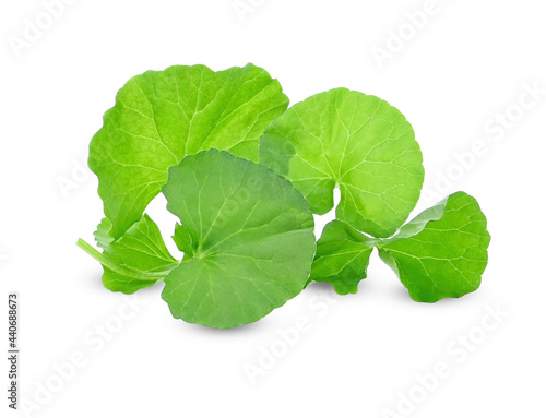 Centella asiatica leaf on white background