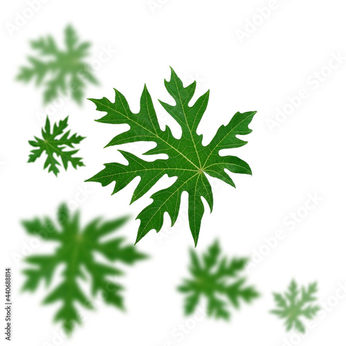 papaya leaf on white background