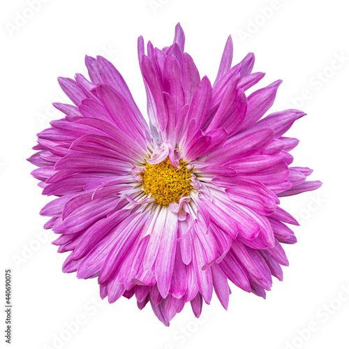 Close-up of a beautiful pink chrysanthemum flower isolated on white background.