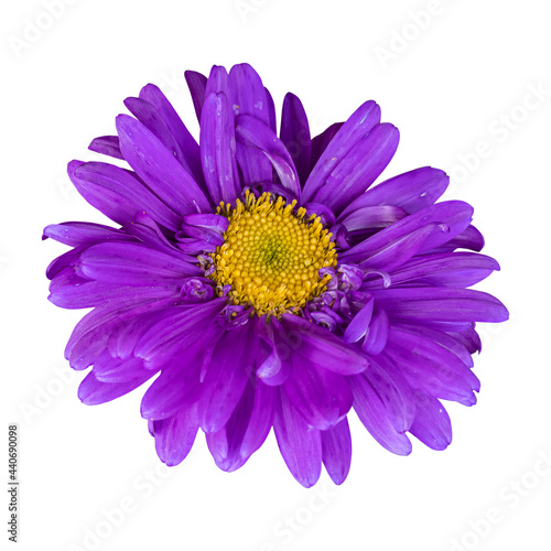 Close-up of a beautiful purple chrysanthemum flower isolated on white background.