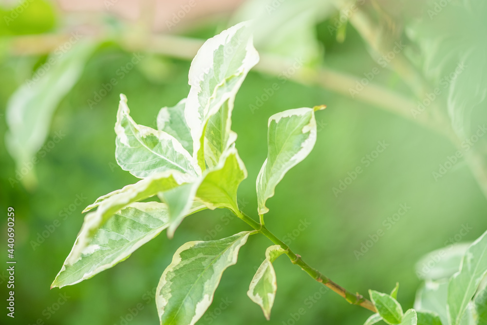 Spotted leaves in nature. Spotted leaves are grown in Thailand. Spotted leaves in nature. Spotted leaves are grown in Thailand.