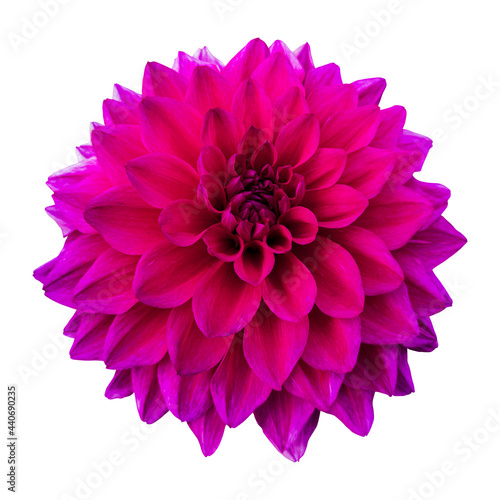 Close-up of a beautiful pink dahlia flower isolated on white background.