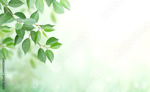 Cherry tree branch with green leaves on blurred sunny background