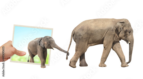 Human hand holds a photograph with Elephants emerging from photography