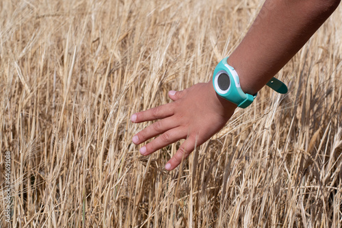 girl s hand with a blue watch touching a wheat field in nature
