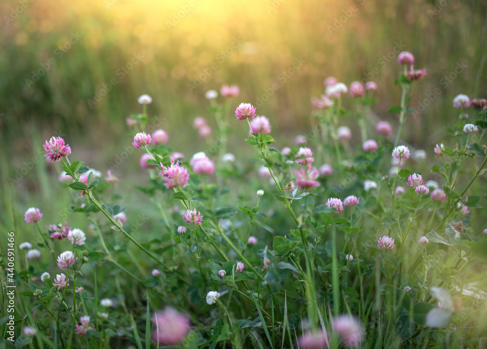 Flowering beautiful red clover in meadow in the evening sun.
