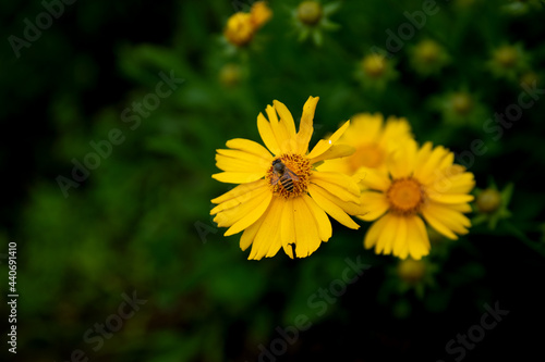 close up yellow bee and flower