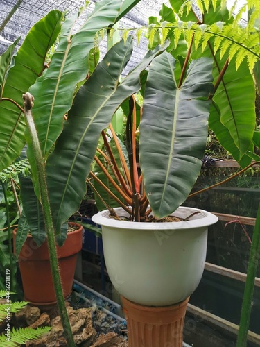 Philodendron billietiae Croat in the garden, air purifier plant. photo