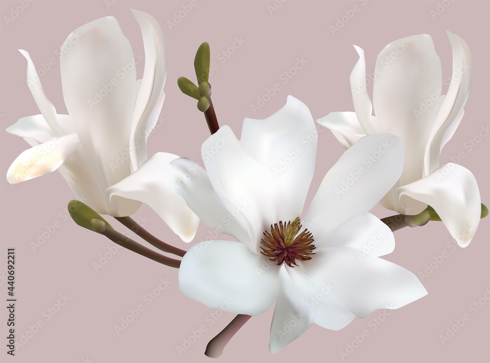 isolated on light background magnolia three white blooms