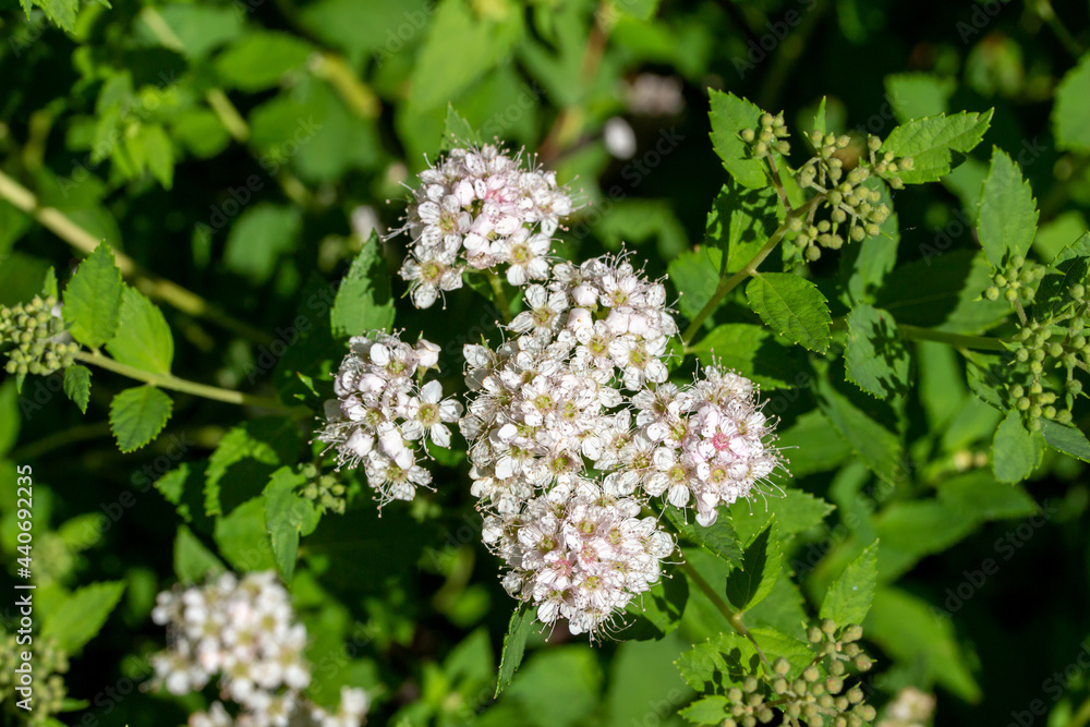 Close-up view of tiny rosy pink flower blossoms and buds on a compact dwarf spirea (spiraea japonica) bush in bright summer sunlight Close-up view of tiny rosy pink flower blossoms and buds on a compact dwarf spirea (spiraea japonica) bush in bright summer sunlight