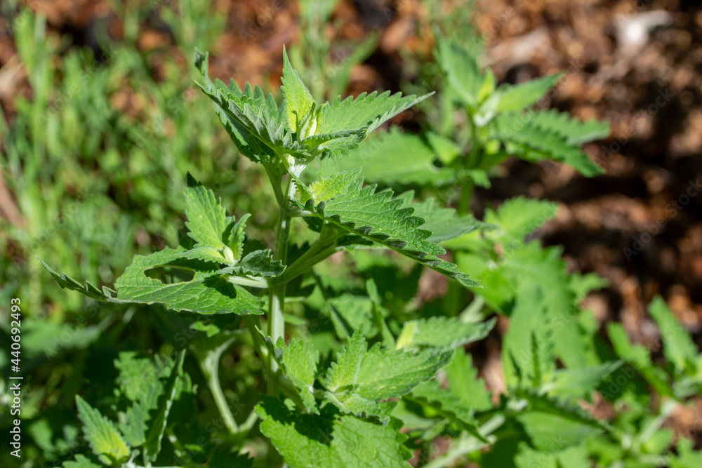Close-up view of a catnip (nepeta cataria) herb plant in a sunny herb garden with cedar bark mulch background
