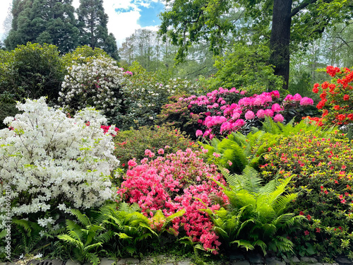 Beautiful colorful Rhododendron flowers and trees in park on spring day. Luisenpark in Mannheim in Germany.