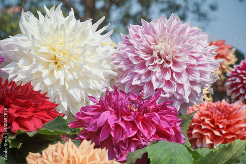 Beautiful multi-coloured dahlia flowers at a flower exhibition in Kolkata