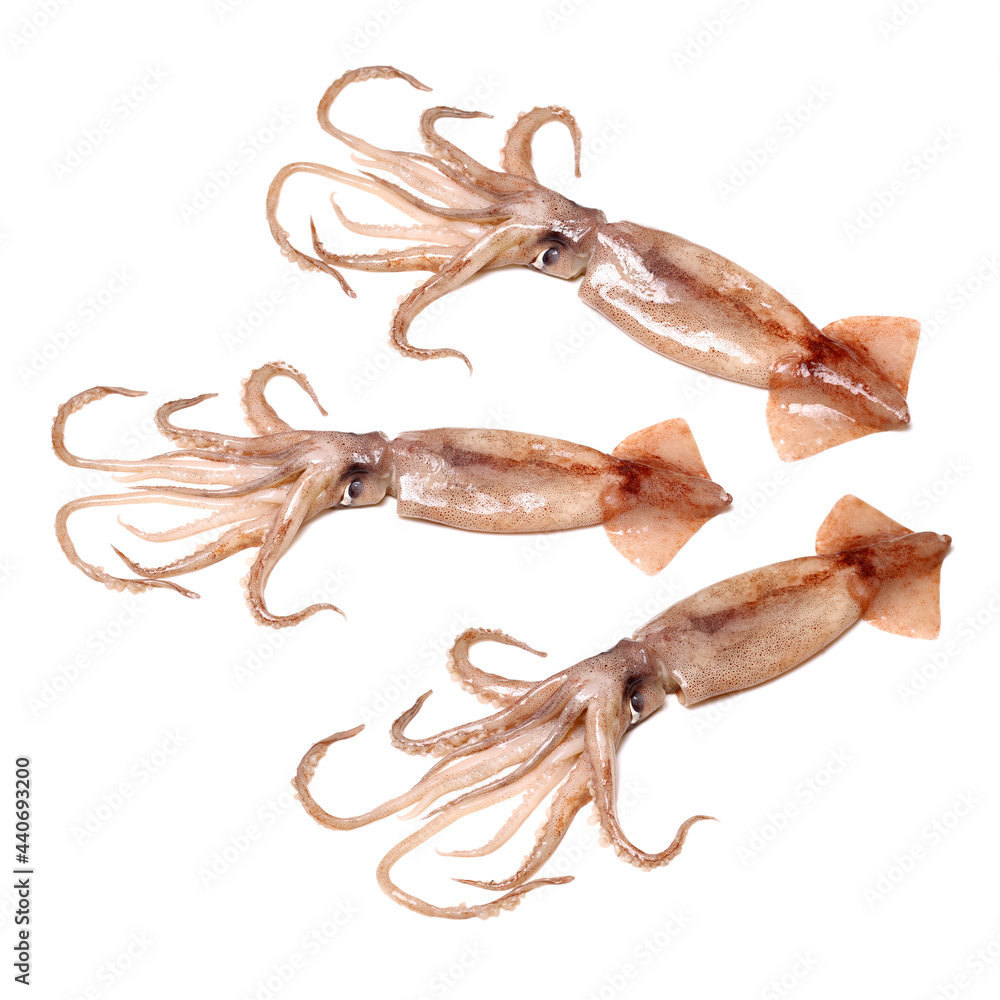 Fresh squid isolated on white background Fresh squid isolated on white background
